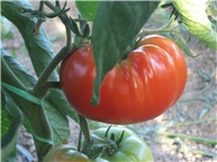 a7356ca0-Picture 144.jpg